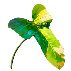 green leaf isolated on white