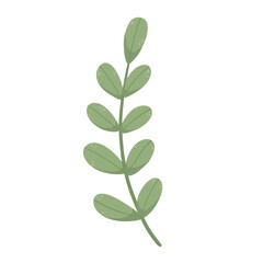 Fototapeta na wymiar green leaf isolated 