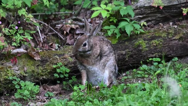 A rabbit that comes into are yard on a daily basis is grooming itself along the edge of our woods here in Windsor in Upstate NY.  Cute bunny taking it easy on a warm summer day.