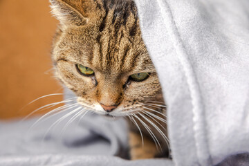 Funny arrogant domestic tabby cat lying on couch under plaid indoors. Kitten resting at home keeping warm hiding under blanket in cold fall autumn winter weather. Pet animal life Hygge mood concept