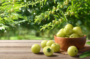 Fresh Amla (Indian gooseberry) fruits on wooden table with amla plant background.