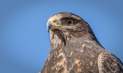 Aguila mora en primer plano de mirada 