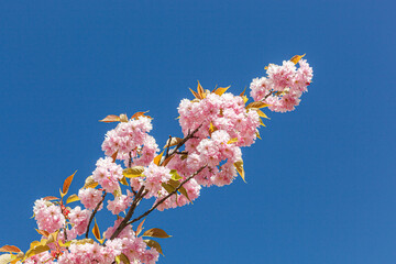 sakura blossom, sakura branches against the blue sky close-up