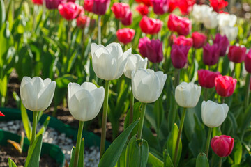 tulip bloom, beautiful field of tulips