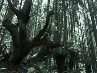 日本の山の巨木　株杉　山々　樹木