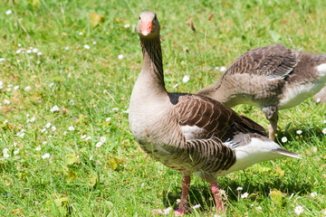 Closeup of a goose in meadow