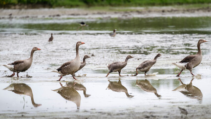 Greylag goose or graylag goose (Anser anser) family in wetlands. Isonzo river mouth, Isola della Cona, Italy.