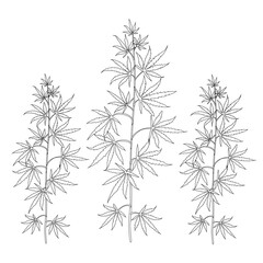 Cannabis plants. Coloring. Black outline on a white background.