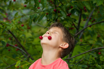 boy picking ripe red cherries from tree in garden. Portrait of happy child with cherries on nose...