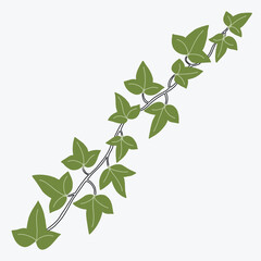 Floral ivy drawing decorative ornament flat design.