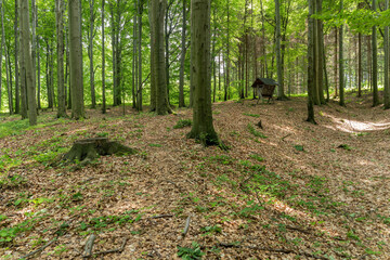 Wooden feeder in the forest in the background.