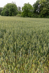 Tiny flowers of wheat sown in the field.