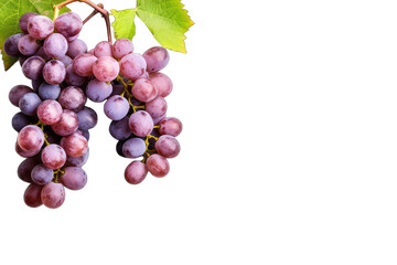 Fototapeta premium Red grapes on a branch with leaves isolated on transparent background