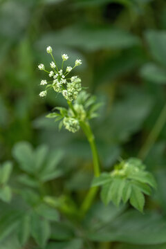 Tiny green boxwort flowers with green leaves.