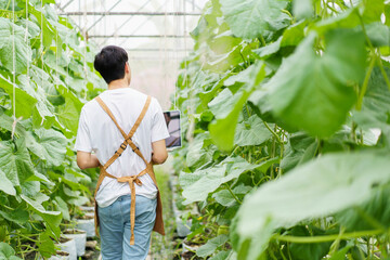 Happy cheerful Asian watermelon farm worker inspecting an agricultural product quality. Asian male farmer using laptop to collecting - analyzing farming data.