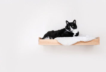 Cat lying on cat shelf or perch. Happy relaxed large cat resting, hanging out or perching on wall...