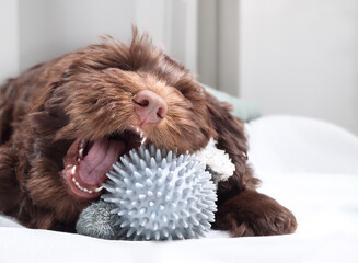 Happy puppy playing with chew toy or dental teething toy. Cute fluffy puppy dog lying with rubber...