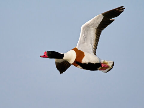 Common shelduck (Tadorna tadorna)