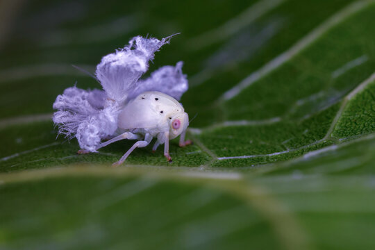 미국 선녀벌레 약충, Frosted moth-bug