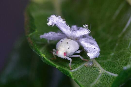 미국 선녀벌레 약충, Frosted moth-bug