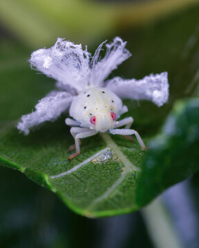 미국 선녀벌레 약충, Frosted moth-bug