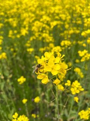 Obraz premium field of yellow flowers