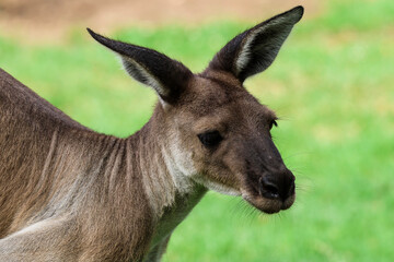 Fototapeta premium kangaroo in the grass