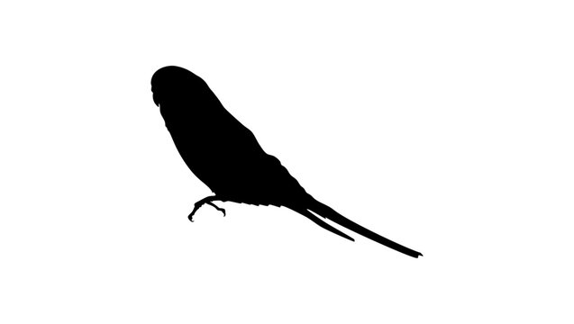 recommend clip art: budgie silhouette