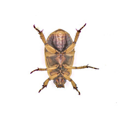 Pelidnota punctata - the grapevine beetle, spotted June beetle or spotted pelidnota - isolated on...