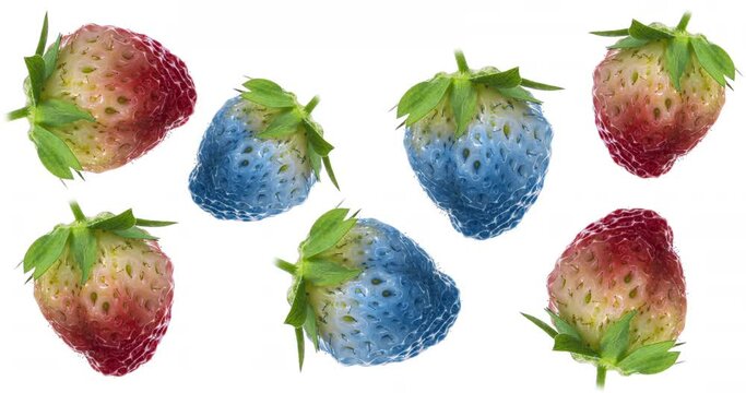 Composition of red and blue ripening strawberries on white background, close-up.