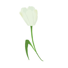 tulip isolated on white