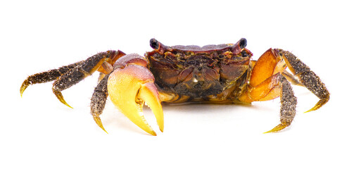 purple marsh crab - Sesarma reticulatum - is a crab species native to the salt and brackish water...