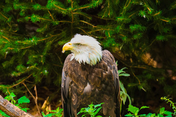 american bald eagle