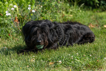 Naklejka na ściany i meble A black dog with long fur is lying on the grass.
