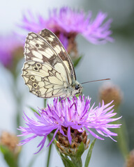 The marbled white - Melanargia galathea sucks nectar with its trunk from the blossom of the Centaurea jacea, the brown knapweed or brownray knapweed
