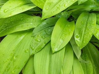 Eucrosia, also known as 