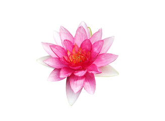 Pink Hardy Water lily flower on transparent background.(PNG File)