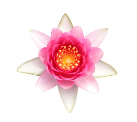 Pink Hardy Water lily flower on transparent background.(PNG File)