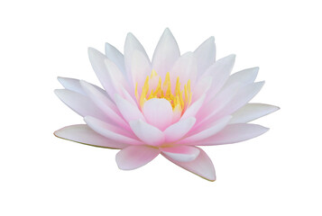 Pink waterlily flower on transparent background (PNG File)	