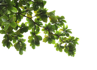 Green leaves with branch on transparent background