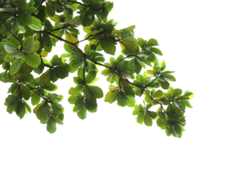Green leaves with branch on transparent background