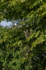 Obraz na płótnie Canvas A laughing gull bird sits on a distant branch.