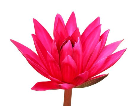 Red Hairy water lily on transparent background. (PNG File)	
