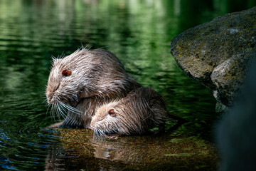 a female animal looking like a beaver but it is a coyou in germany in the wild - obrazy, fototapety, plakaty