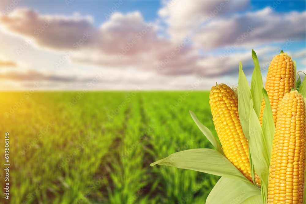 Canvas Prints Fresh yellow ripe corn on field