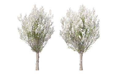 Fototapeta premium Snow on tree with transparent background