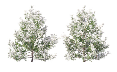 Obraz premium Snow on tree with transparent background