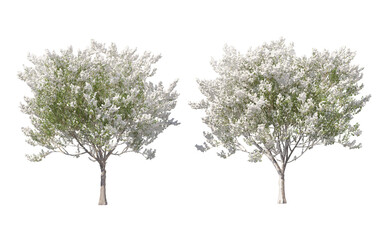 Fototapeta premium Snow on tree with transparent background