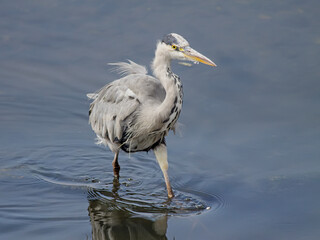 Young heron portrait