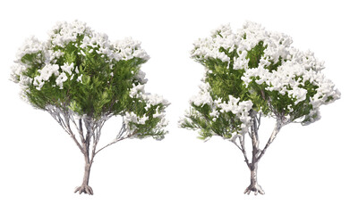 Obraz premium Snow on tree with transparent background